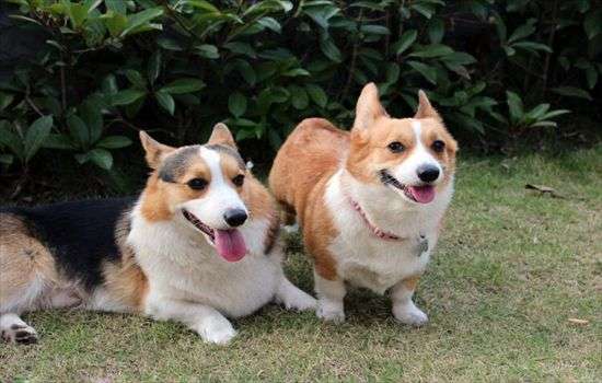 為什么三種顏色的柯基比較便宜